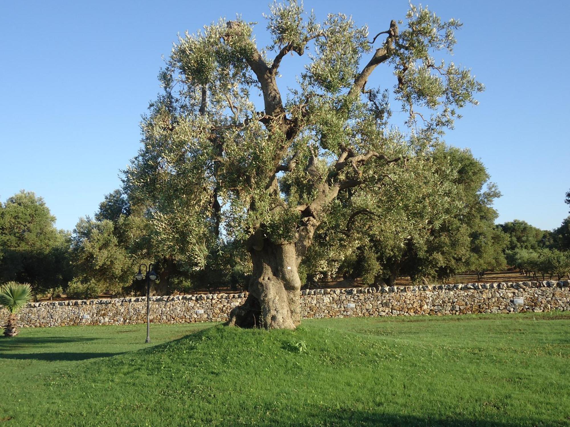 Masseria Valente Ostuni Dış mekan fotoğraf